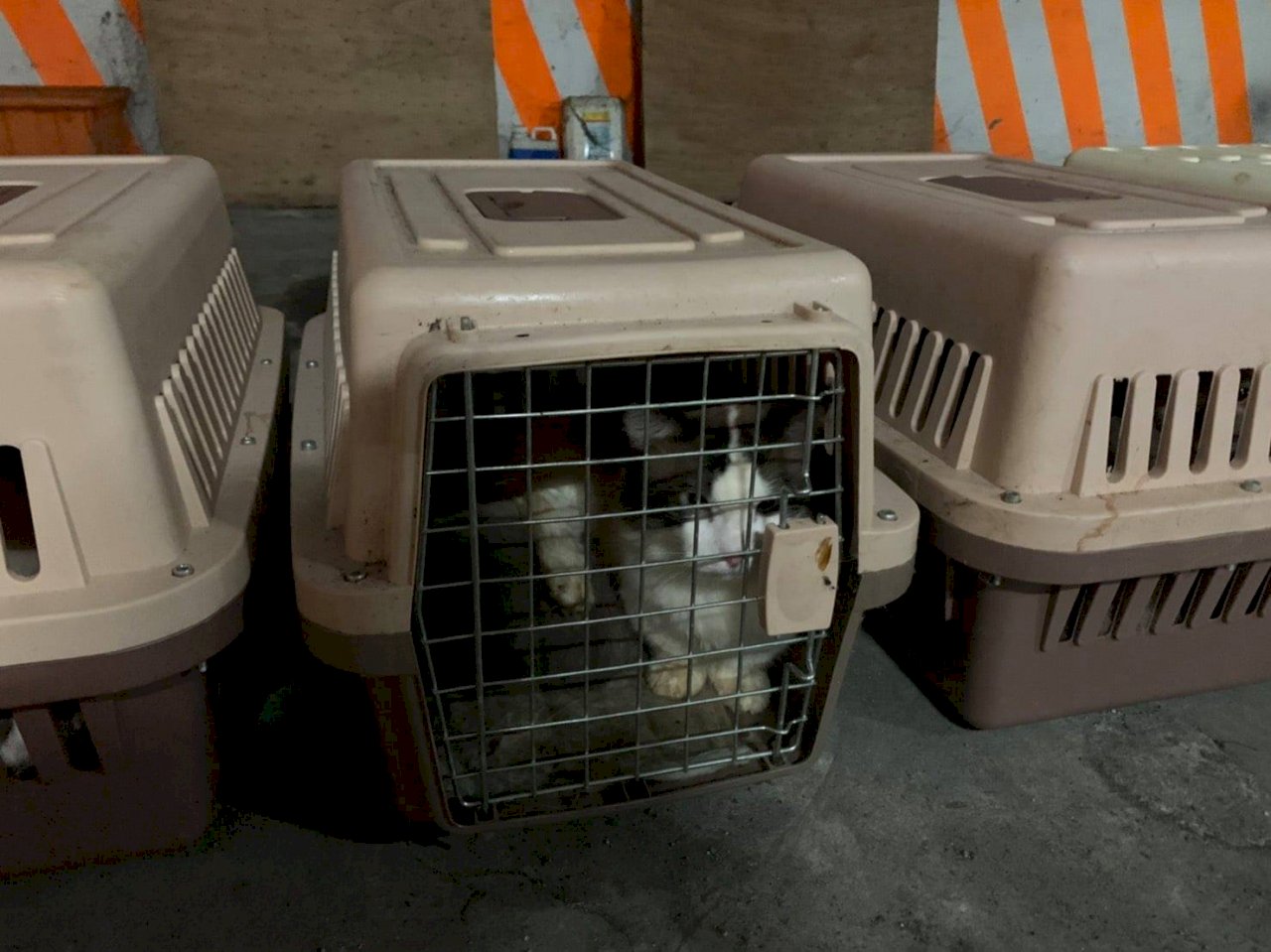 Cat smuggling