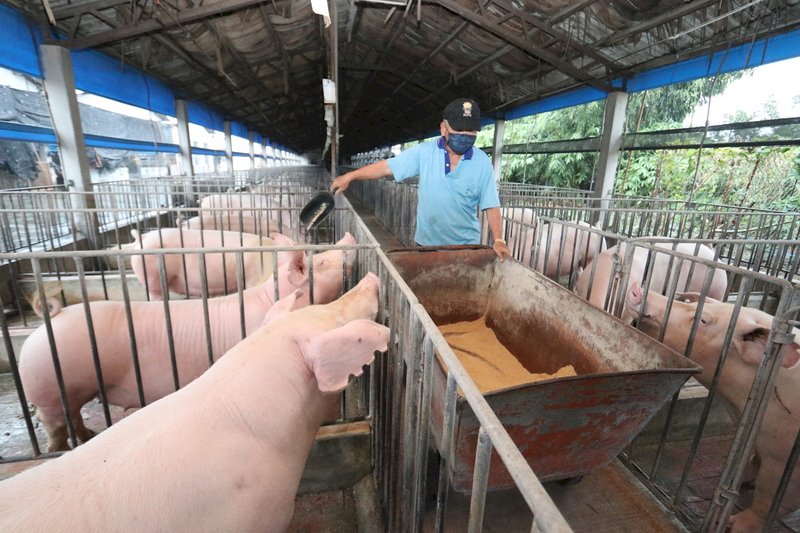 Pig feed made from compost banned to stop African swine fever