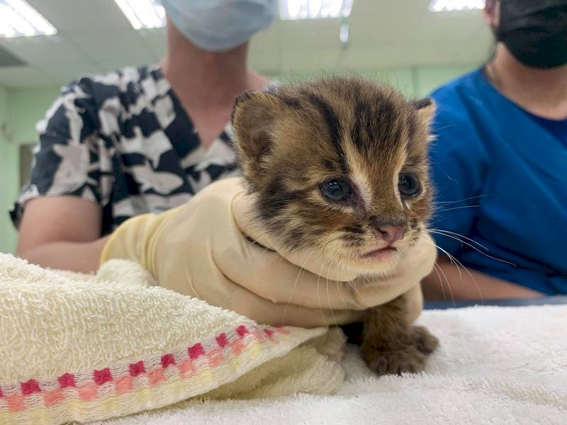 A leopard kitty