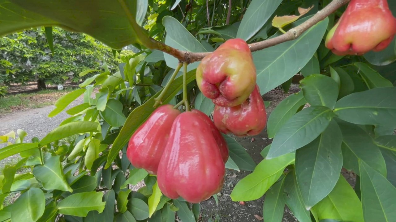 VIDEO: Wax apples selling fast in Kaohsiung City