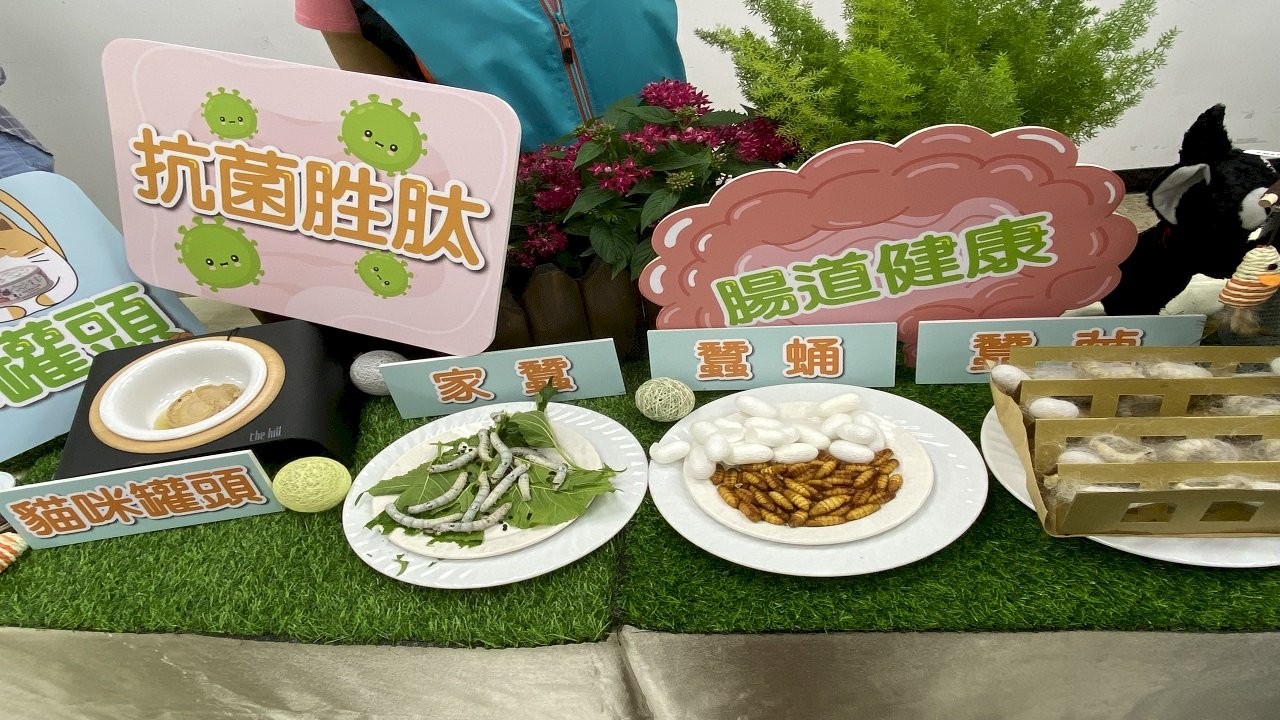 VIDEO: Silkworm pupae added to cat food to improve feline health