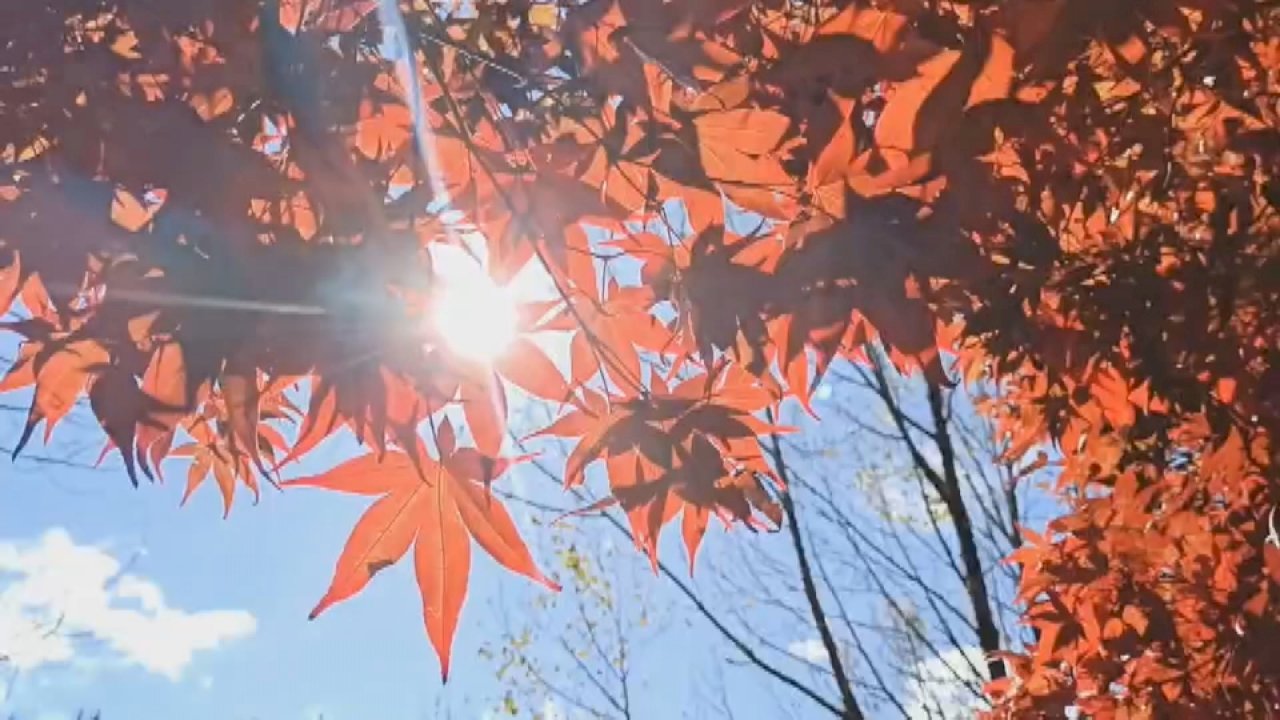 VIDEO: Fall foliage attracts many to Taiwan’s Fushoushan Farm