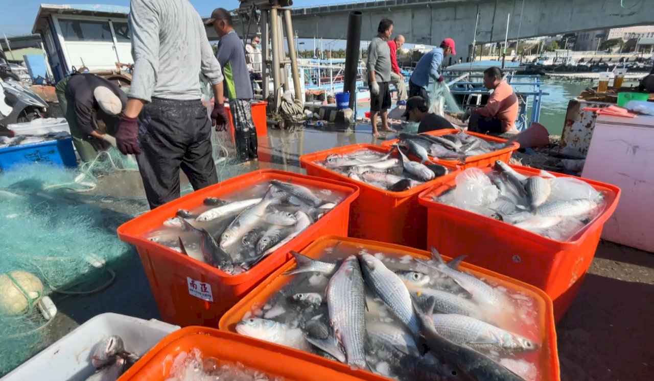VIDEO: Chiayi County sees bumper catch of mullet