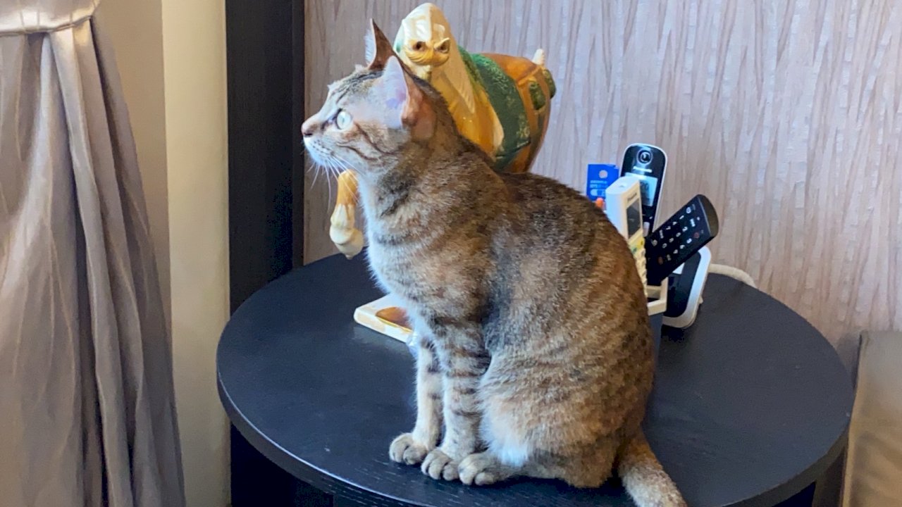 Chumming up to the cat