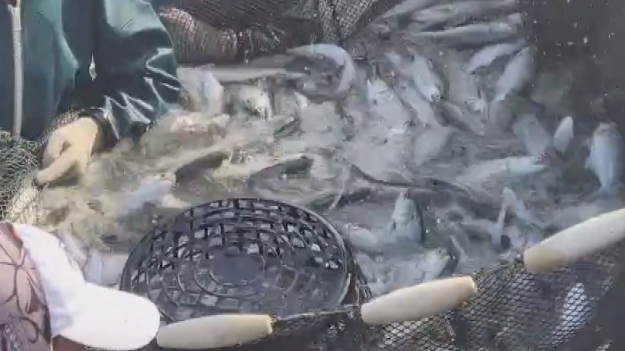 VIDEO: China bans grouper exports from Taiwan