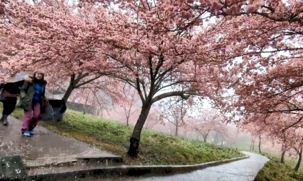 Taiwan’s mountains see snow and cherry blossoms