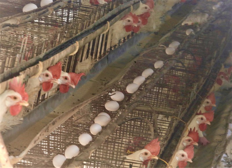 Agriculture council unveils plan to prevent future egg shortages