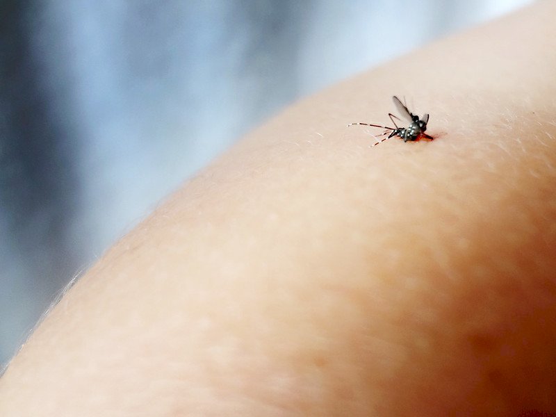 Dengue Fever and the Climate