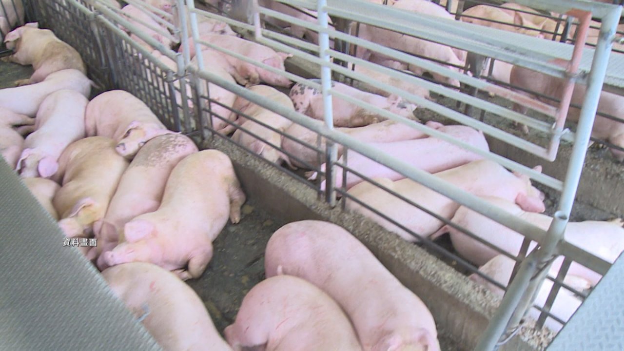 VIDEO: Pig farmers struggling with rising feed prices