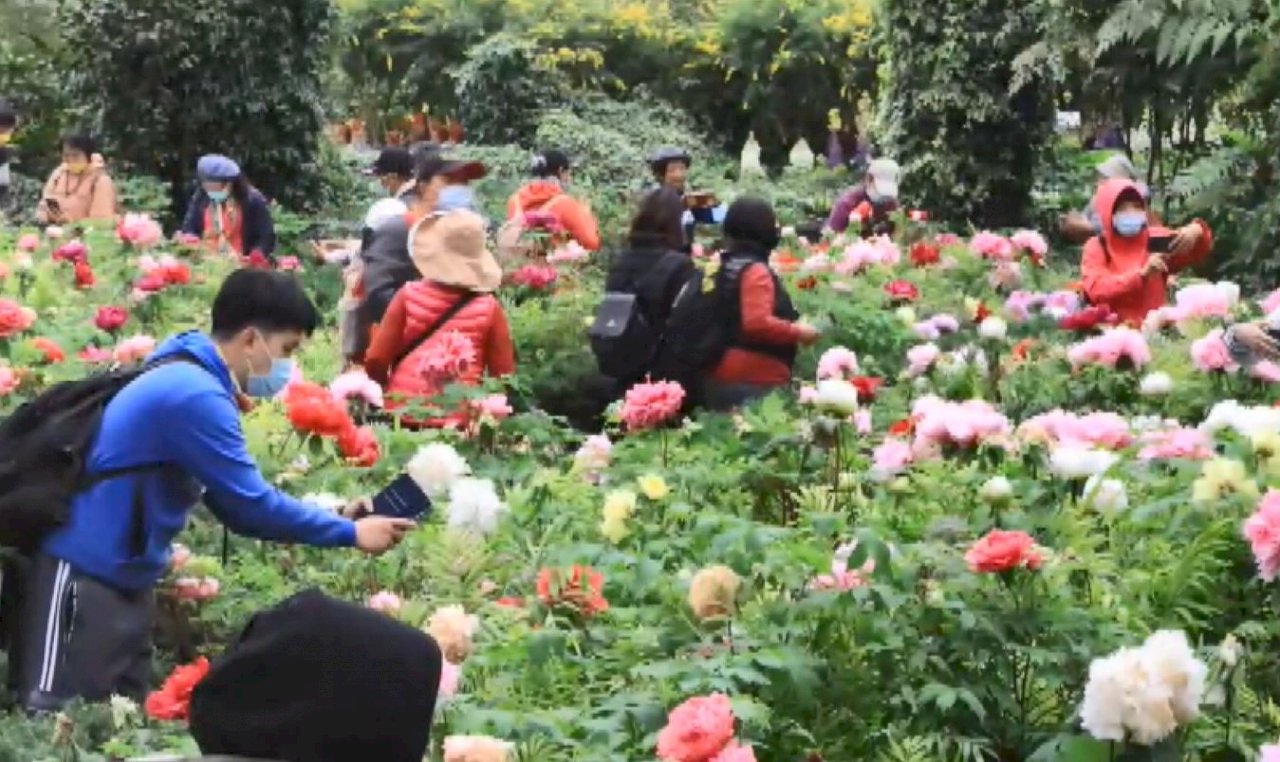 VIDEO: Visitors flock to see peonies in full bloom in central Taiwan