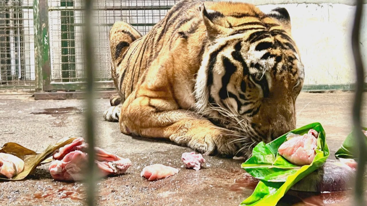 VIDEO: Animals at Shoushan Zoo celebrate Dragon Boat Festival with zongzi