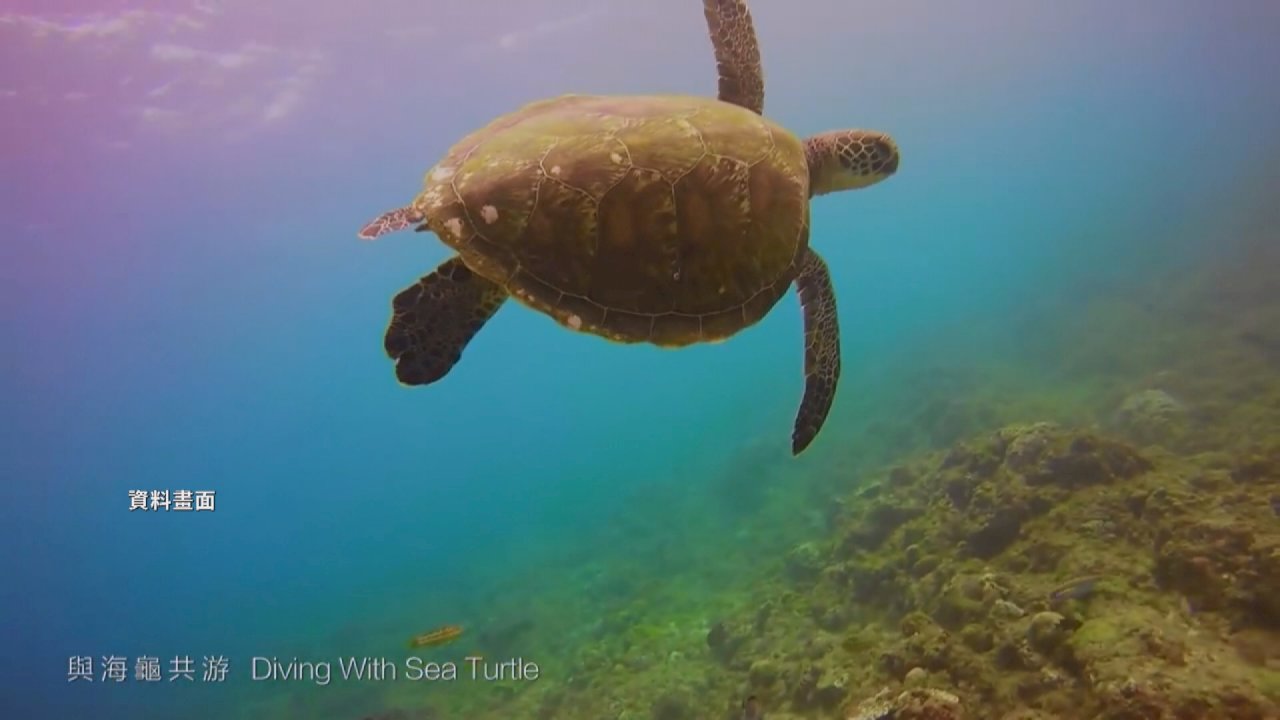 VIDEO: Sea turtle eggs threatened by Xiaoliuqiu water sports