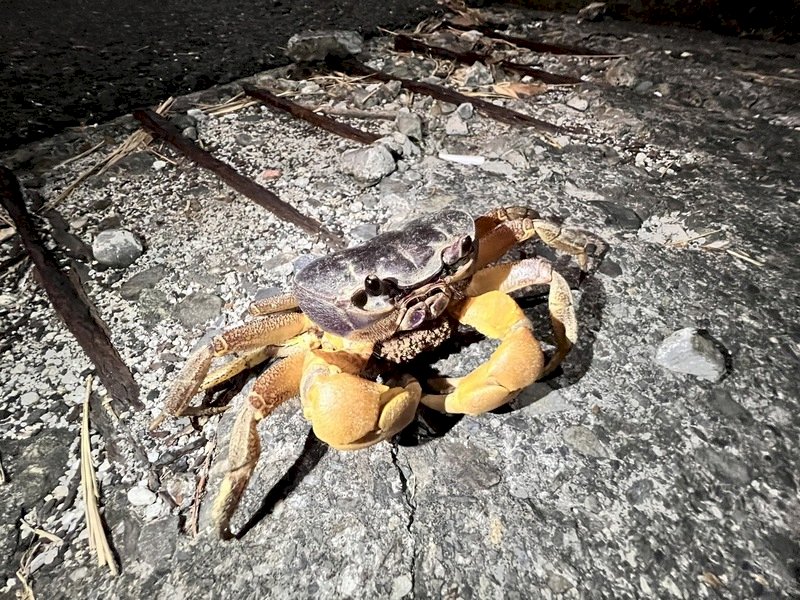 Crab crossings, part-time jobs, and fingerprints