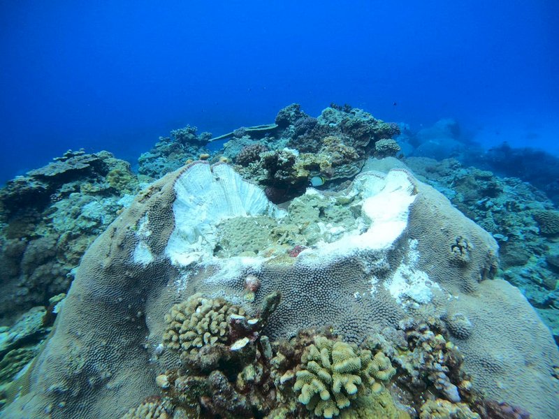 VIDEO: Concrete block damages coral reef after strong winds