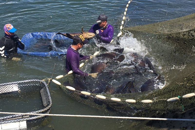 VIDEO: Taiwan successfully breeds Yellowfin and Speckled blue groupers