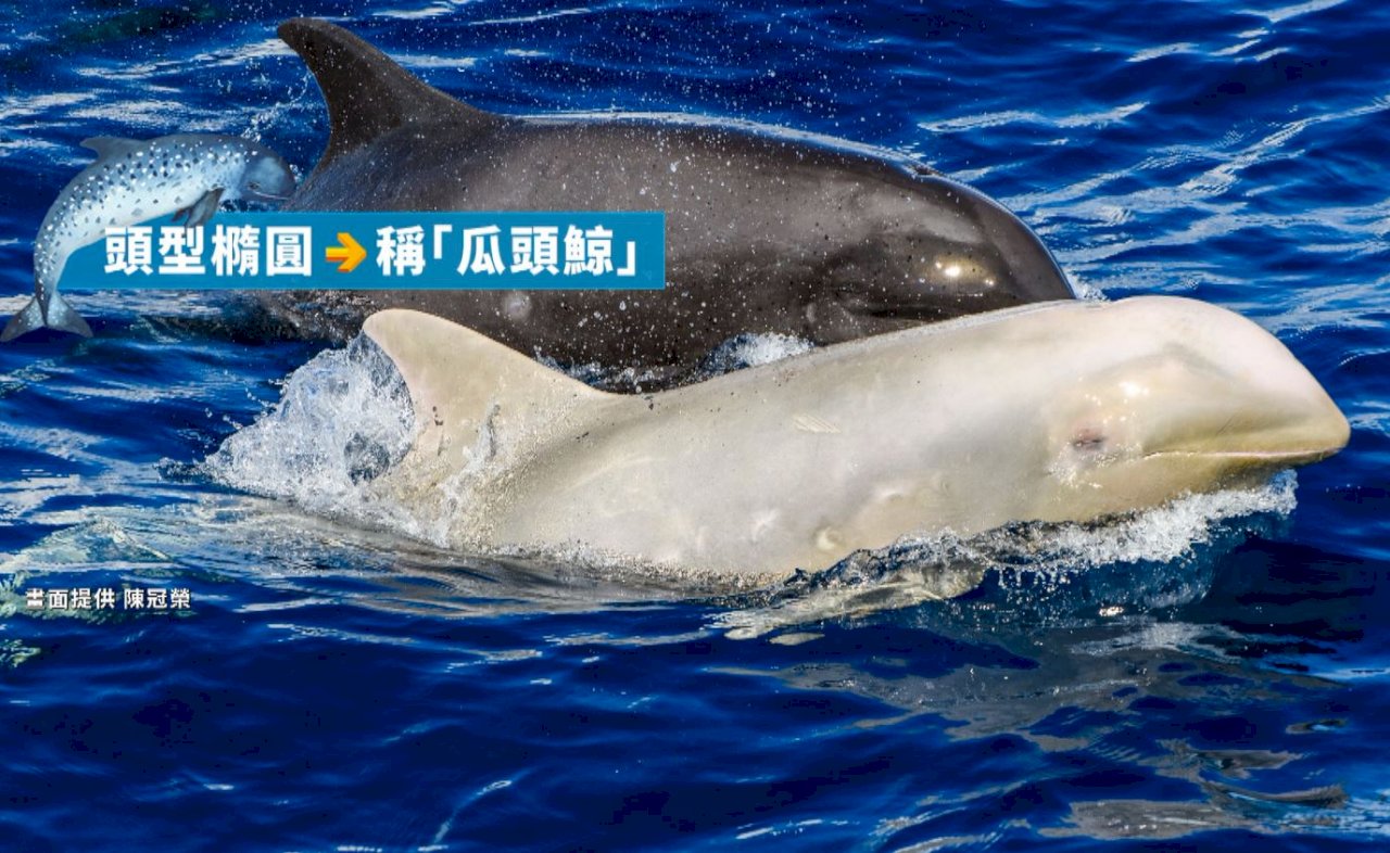 VIDEO: Albino whale reappears off Taiwan’s east coast after two years