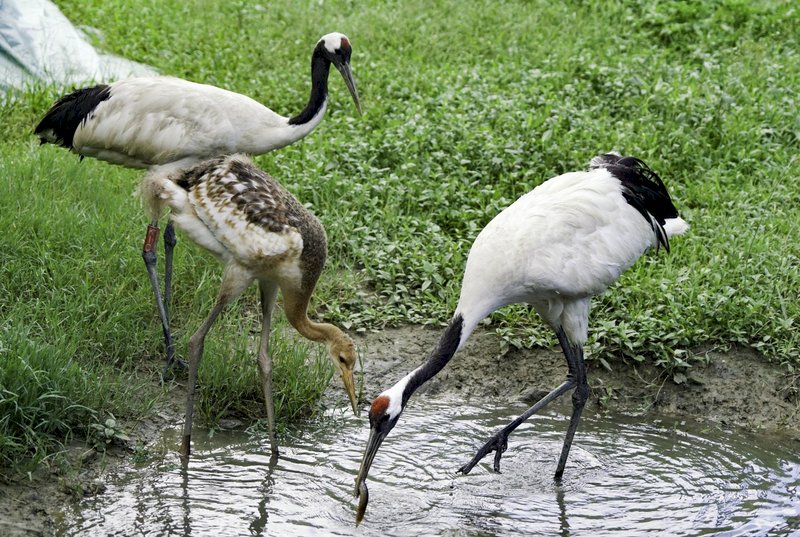 Taipei Zoo invites public to vote for name of newborn red-crowned crane