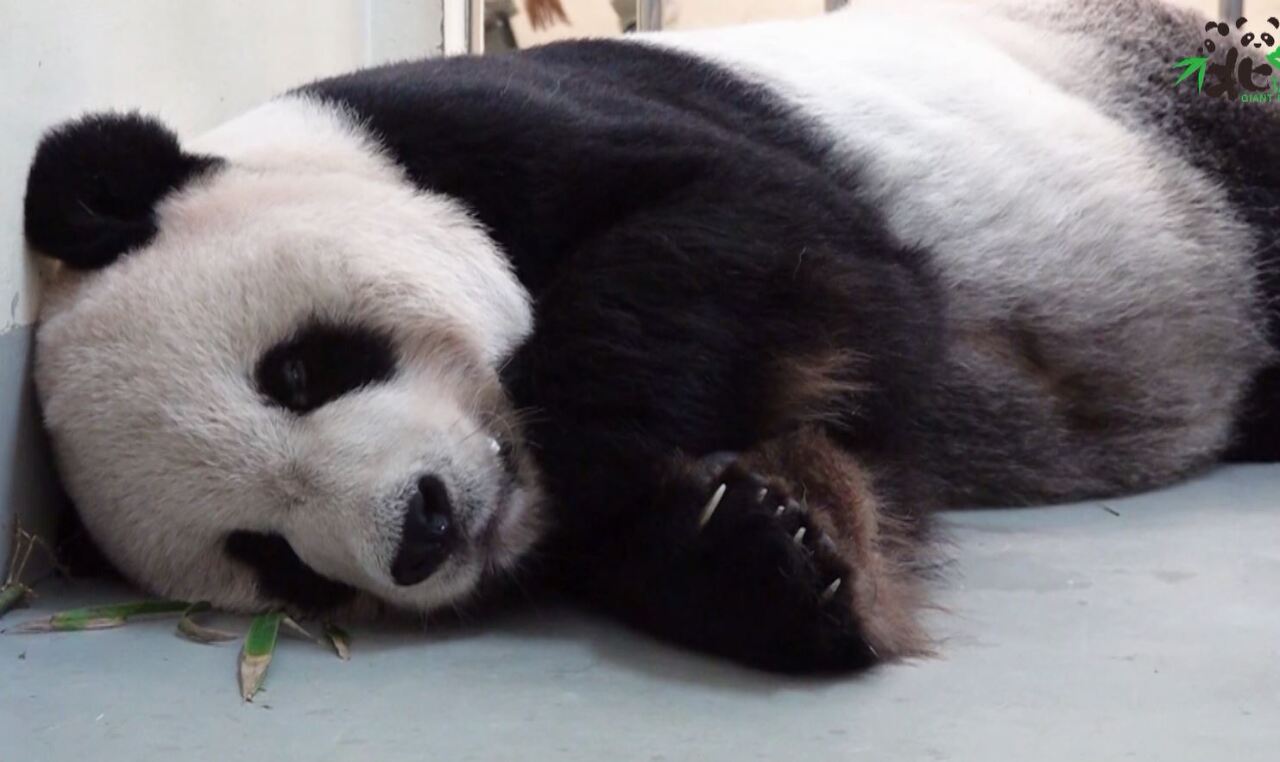 VIDEO: Beloved panda falls ill