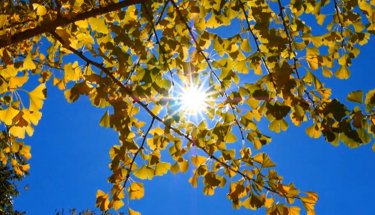 VIDEO: The trees are at it again