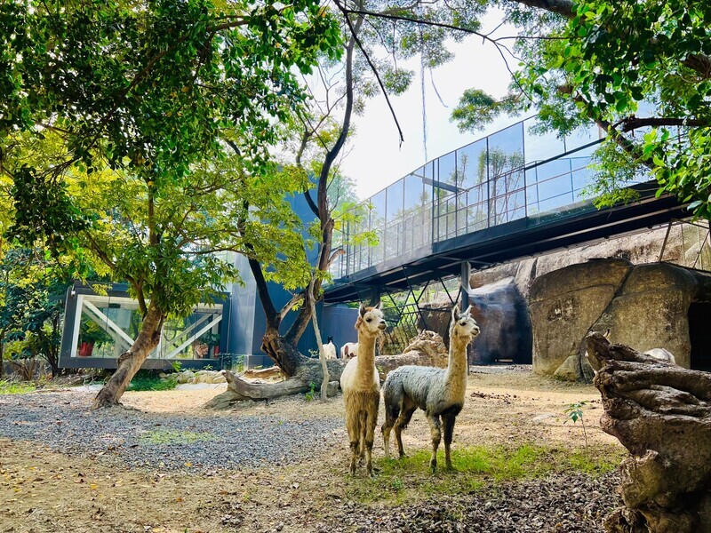 VIDEO: Kaohsiung zoo welcomes back visitors after renovation