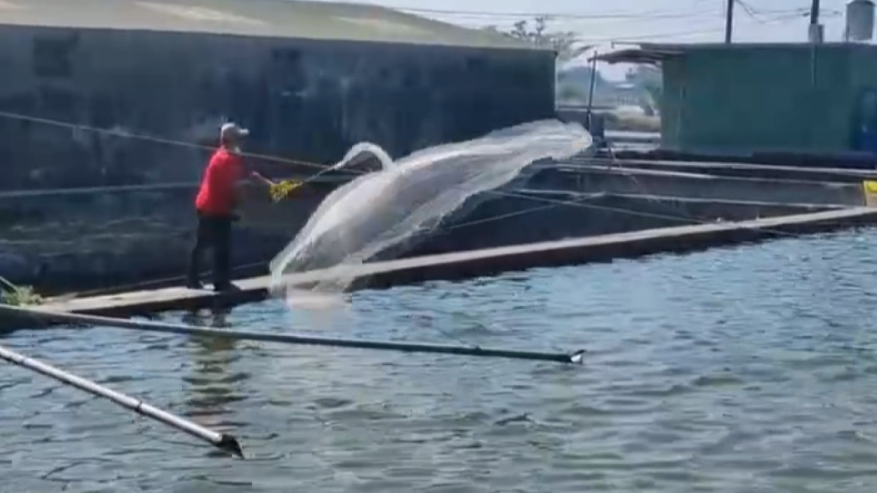 VIDEO: China bans imports of Taiwan’s fourfinger threadfin fish