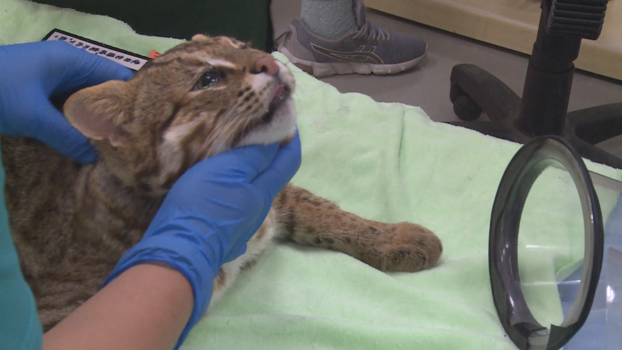 VIDEO: Famous leopard cat reunited with research institute