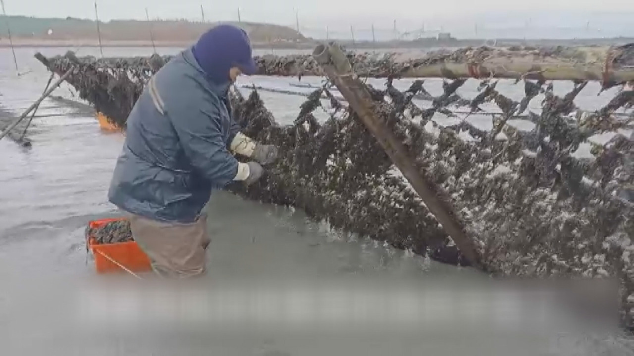 VIDEO: Peak harvesting season for purple laver to bring in large revenue