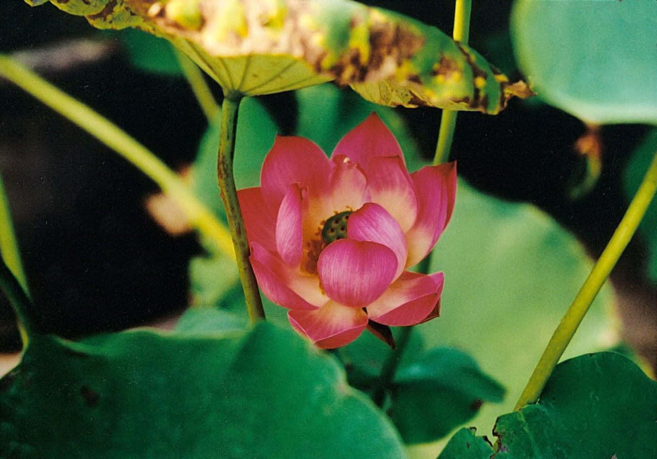 The lotus flower: Its meaning in traditional Lunar New Year decorations