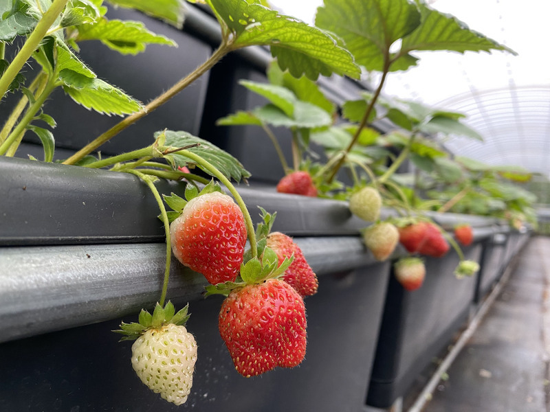 WATCH: Berry smart innovations