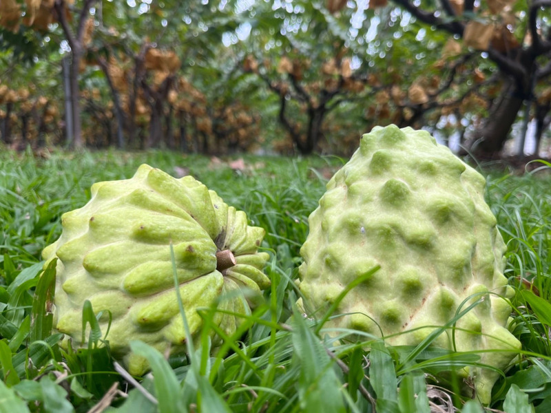 Agriculture Council wary of China lifting import bans