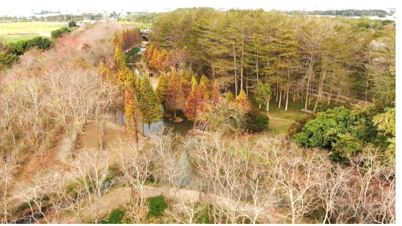 Chiayi bald pine forest makes for a picturesque scene