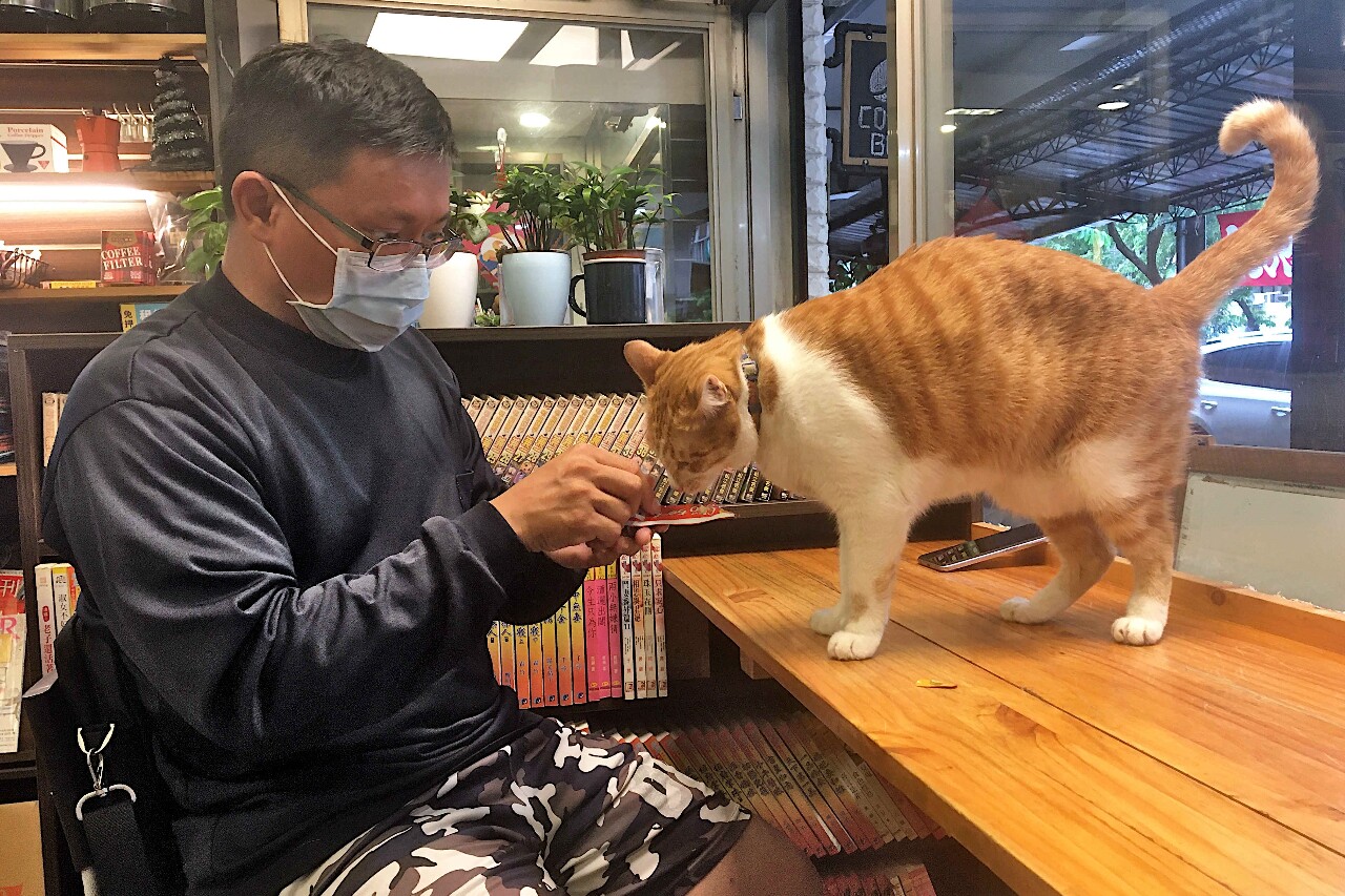 Cat cafés: A Taiwanese creation results in a global phenomenon