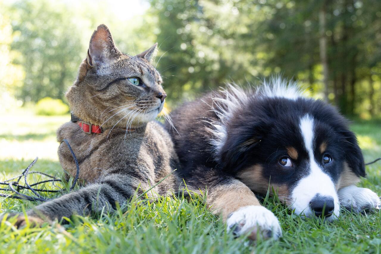 Cats vs Dogs