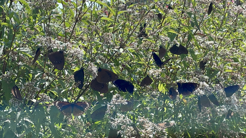 VIDEO: Butterfly numbers shrink as Southern Taiwan faces severe drought