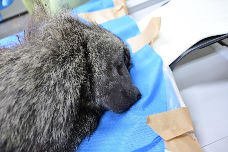 What happened to the baboon on the loose?