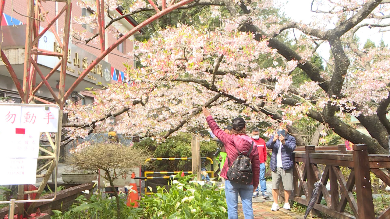 VIDEO: Cherry blossoms bloom in central Taiwan