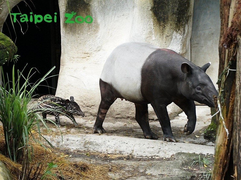 Hualien trails,Taipei Zoo, and scrub typhus