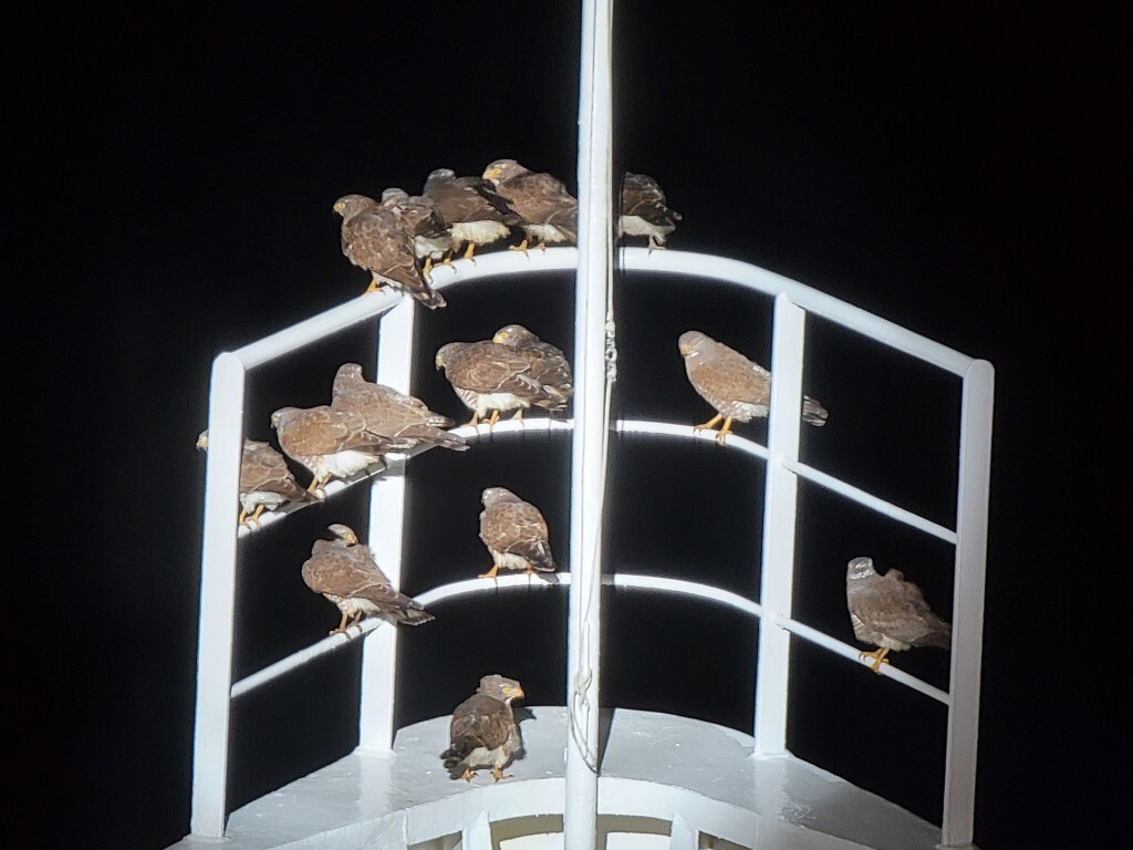 Tourism Safety, Scammer Prevention, and Birds