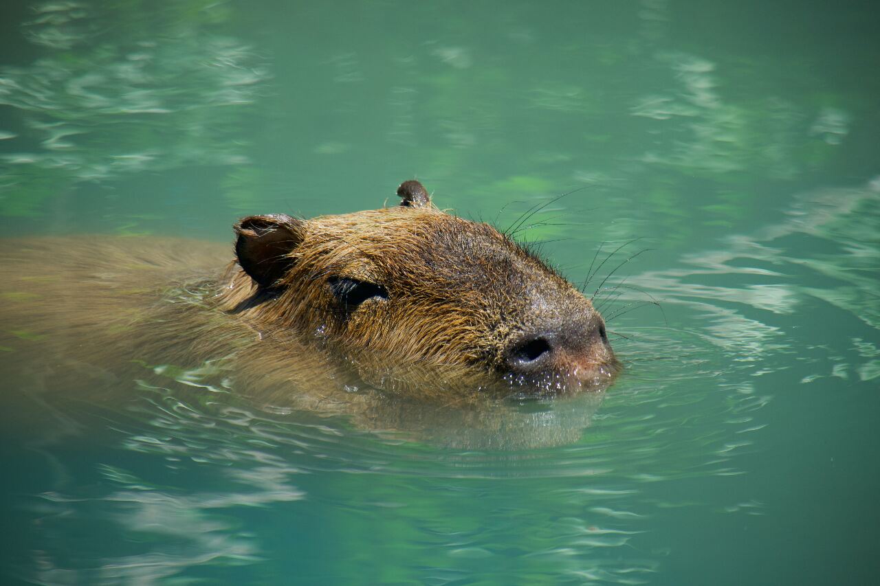 VIDEO: Authorities struggle to capture missing capybaras