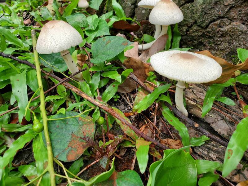 WATCH: Experts advise against eating wild mushrooms