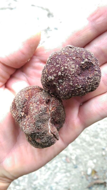 VIDEO: New species of truffle discovered in Taitung