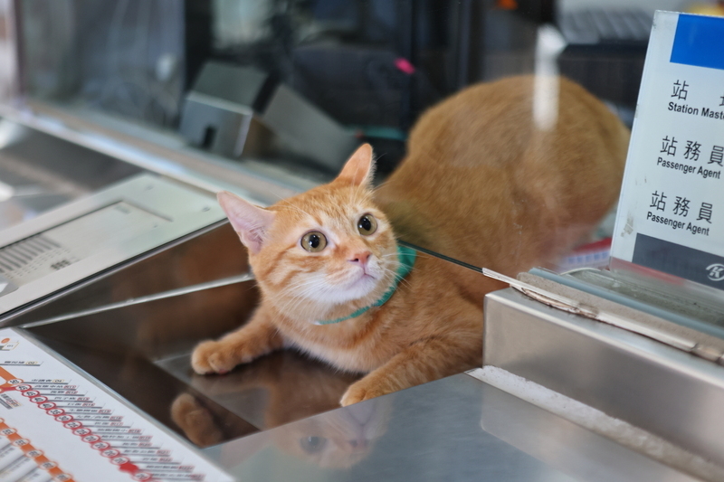 WATCH: Kaohsiung’s working cats