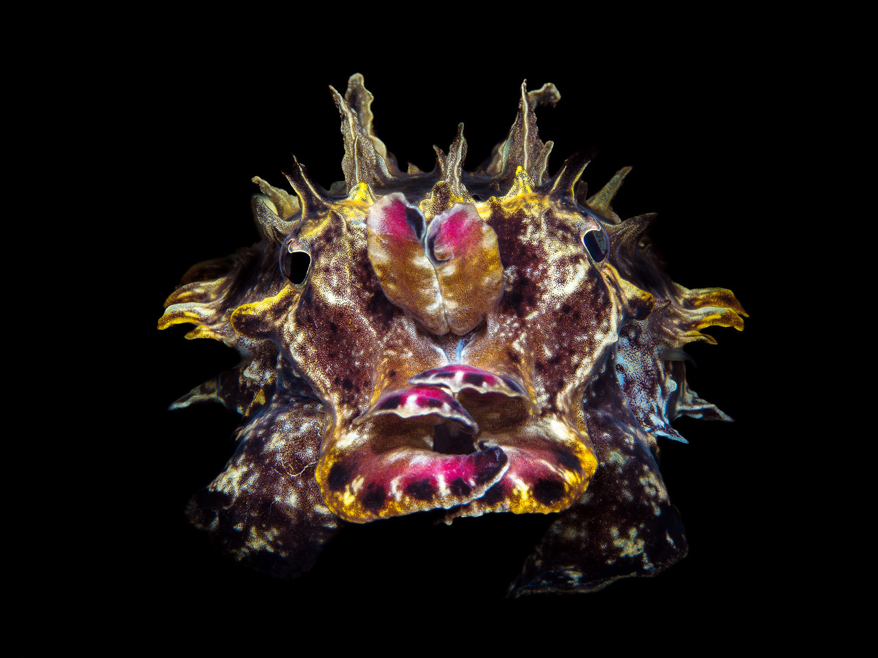 Capturing Taiwan's underwater macro-organisms ft. Wesley Oosthuizen