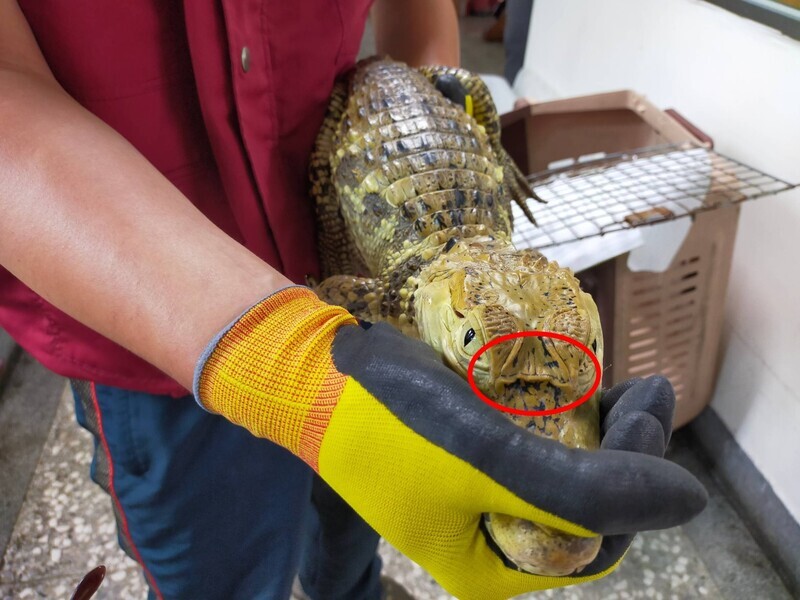 Car dealers lose money in Ghost month, escaped pet gator, and baby coconut crabs