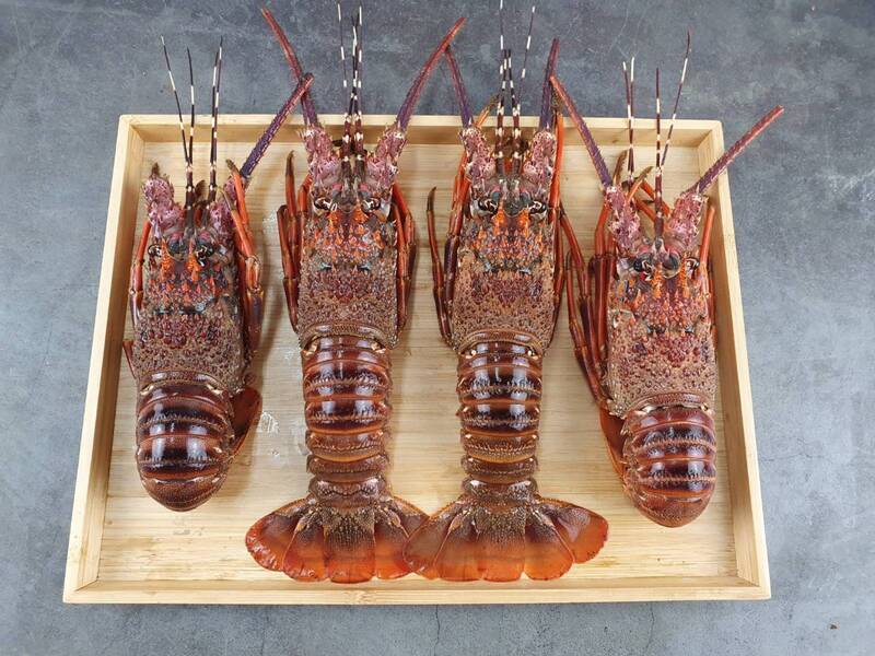 WATCH: Volunteers receive lobsters for donating blood