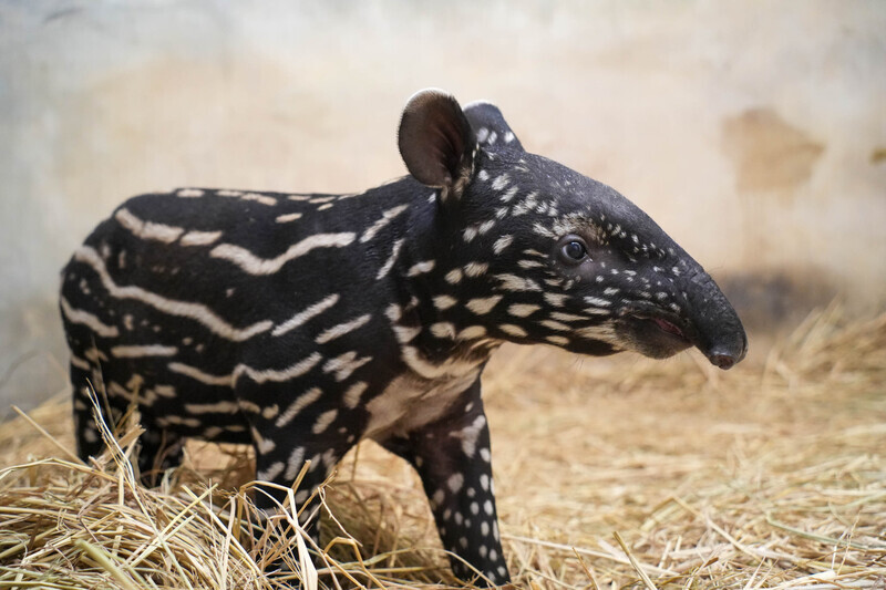 Taipei Zoo's new baby Tapir, feature films on women laborers and Taiwan watercolor paintings by a French artist