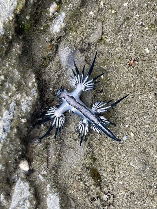VIDEO: Rare sightings of blue dragon sea slugs in Keelung