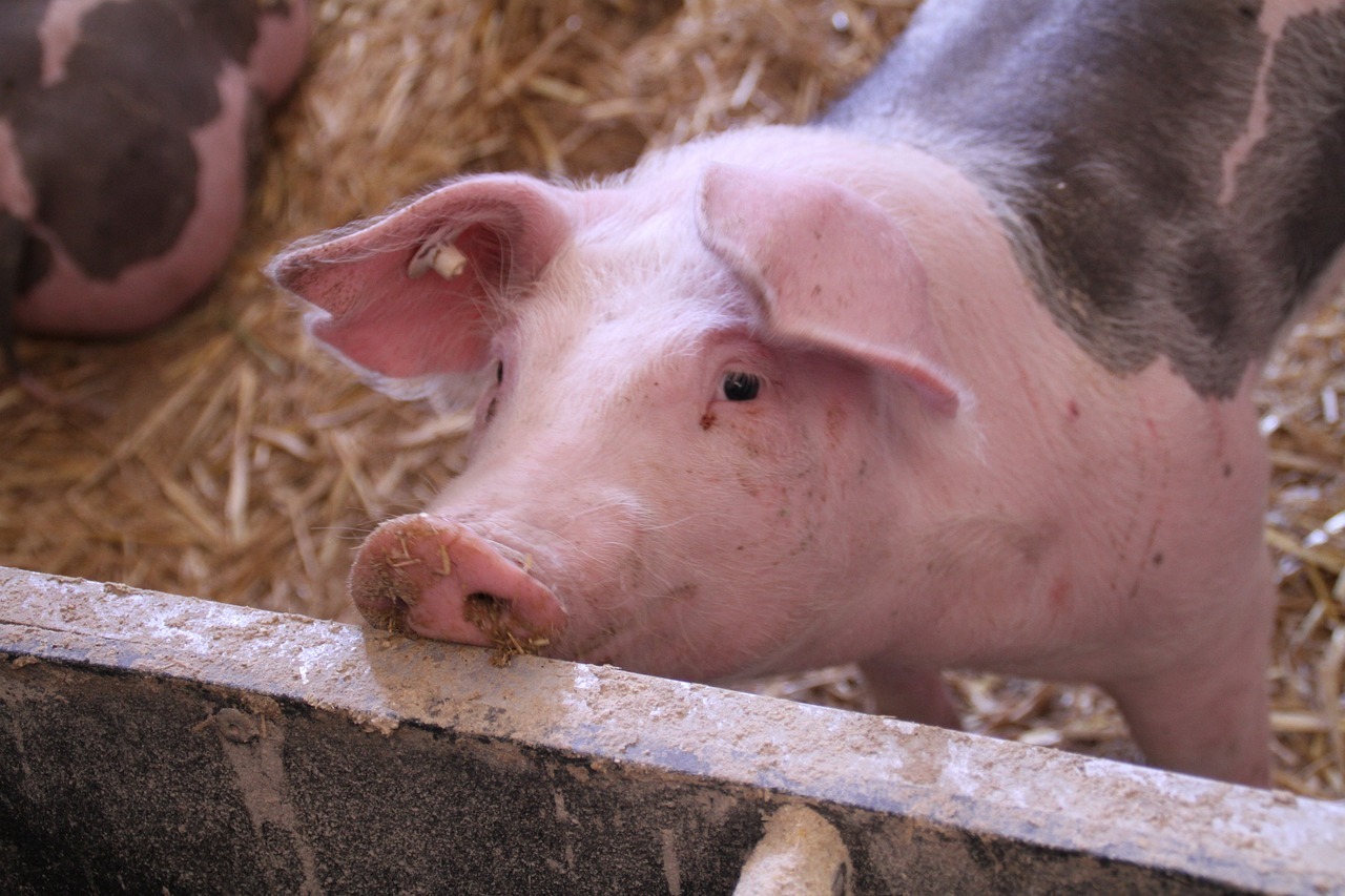Taiwan confirmed swine fever-free