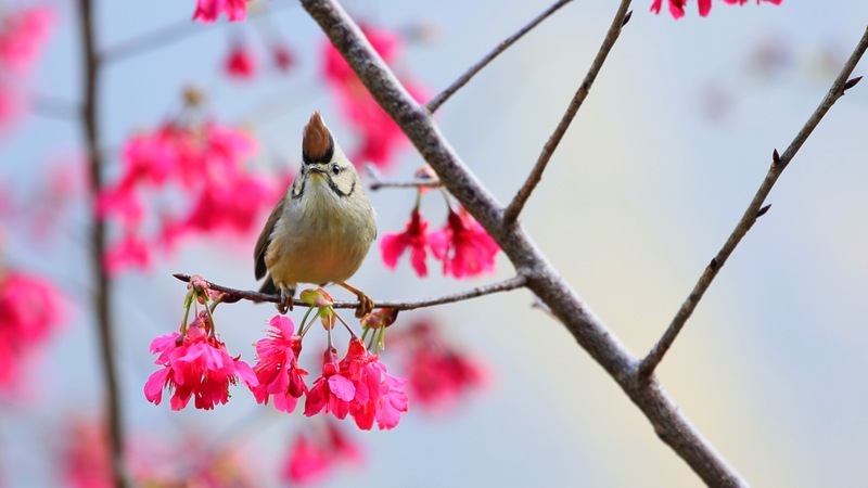 VIDEO: Nantou Shuili farm’s cherry blossoms attract social media influencers