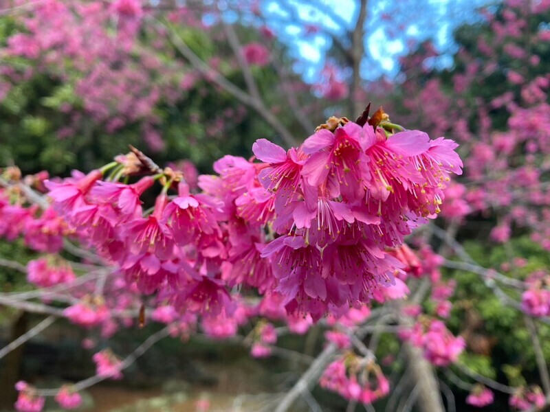 VIDEO: Cherry blossoms attract crowds at Yangmingshan